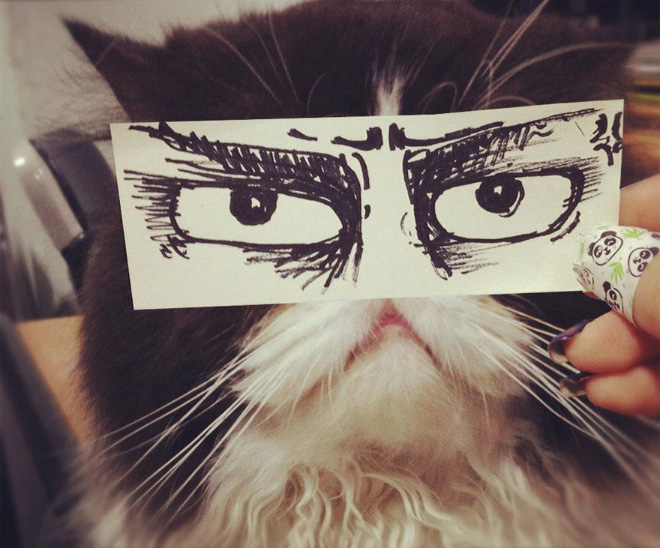 Cartoon eyes look hilarious on a cat.