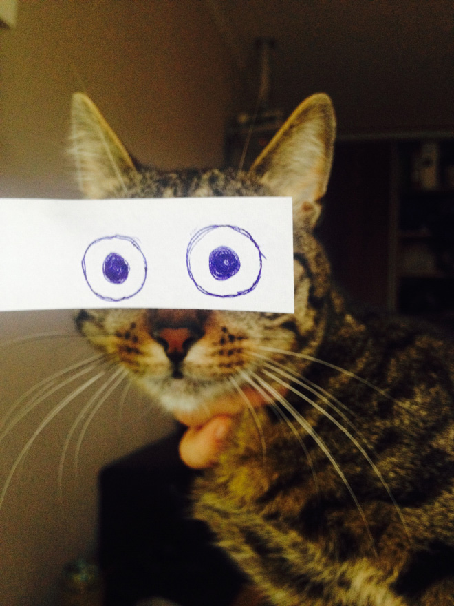 Cartoon eyes look hilarious on a cat.