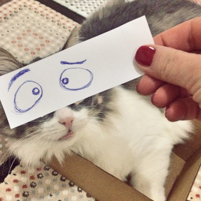 Cartoon eyes look hilarious on a cat.