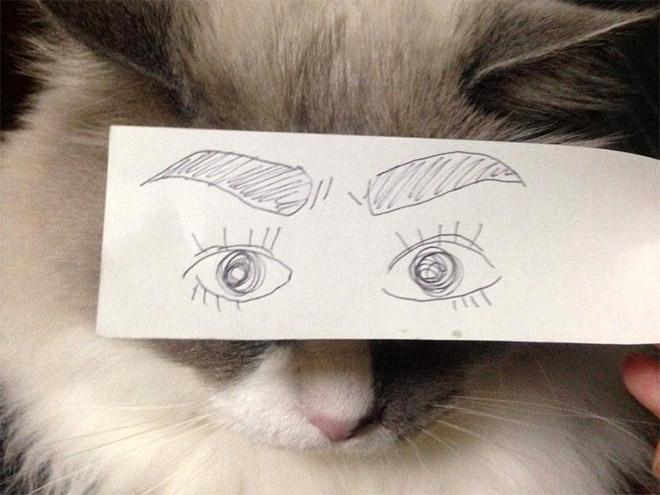 Cartoon eyes look hilarious on a cat.