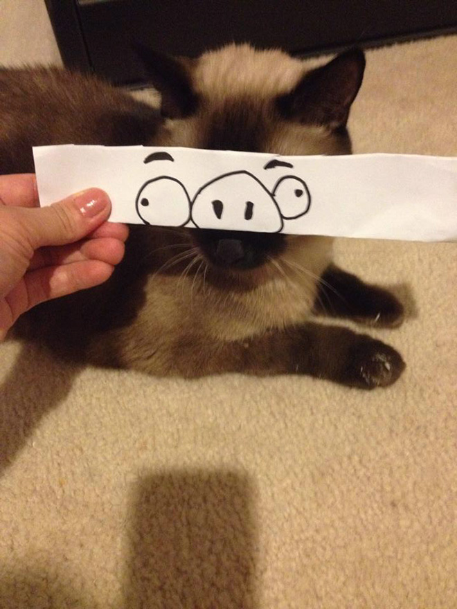 Cartoon eyes look hilarious on a cat.