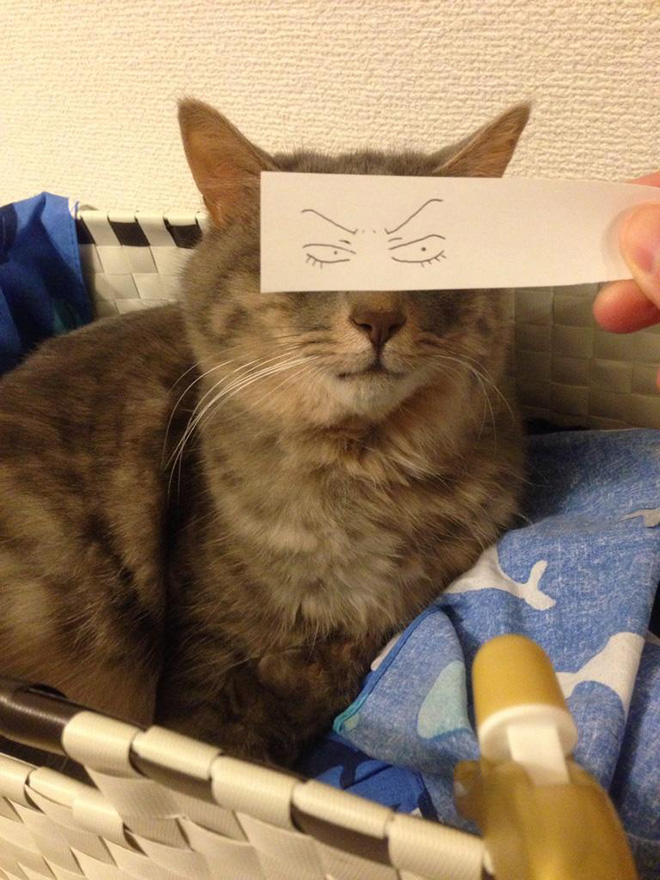 Cartoon eyes look hilarious on a cat.