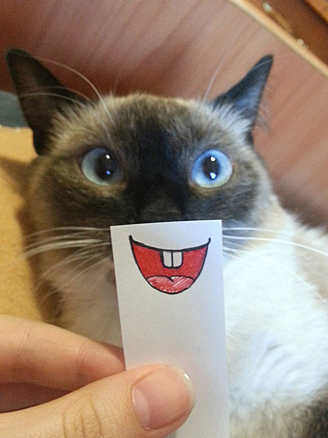 Cats with cartoon mouths are the best cats.