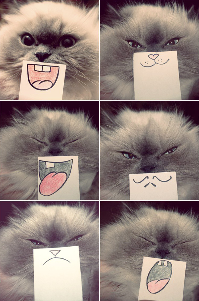 Cats with cartoon mouths are the best cats.