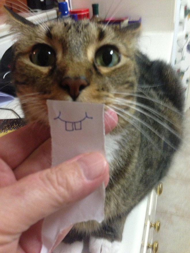 Cats with cartoon mouths are the best cats.