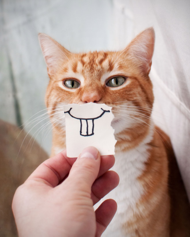Cats with cartoon mouths are the best cats.