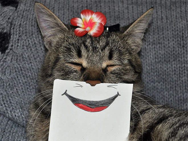 Cats with cartoon mouths are the best cats.