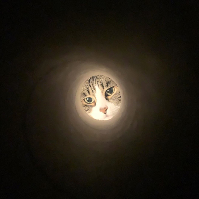 Taking a selfie through toilet paper roll will make you look like the Moon.