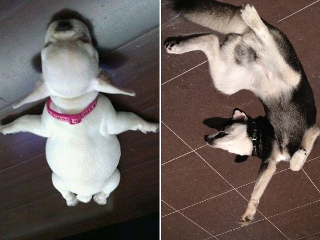 Balloon dog stuck to the ceiling.