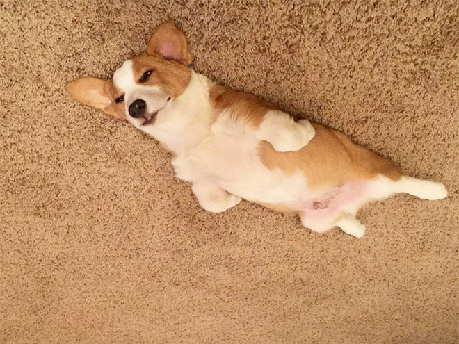 Balloon dog stuck to the ceiling.