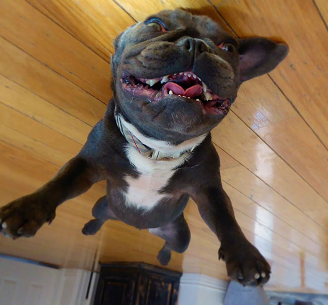 Balloon dog stuck to the ceiling.