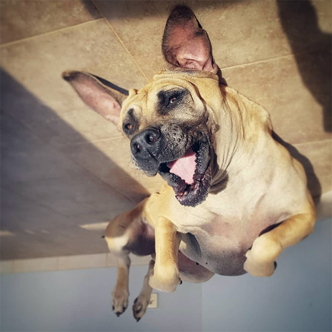 Balloon dog stuck to the ceiling.