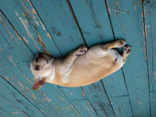 Balloon dog stuck to the ceiling.