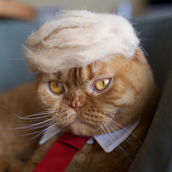 Donald Trump cat double.