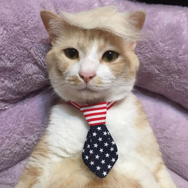 Donald Trump cat double.