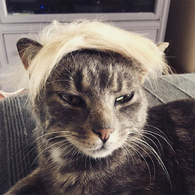 Donald Trump cat double.