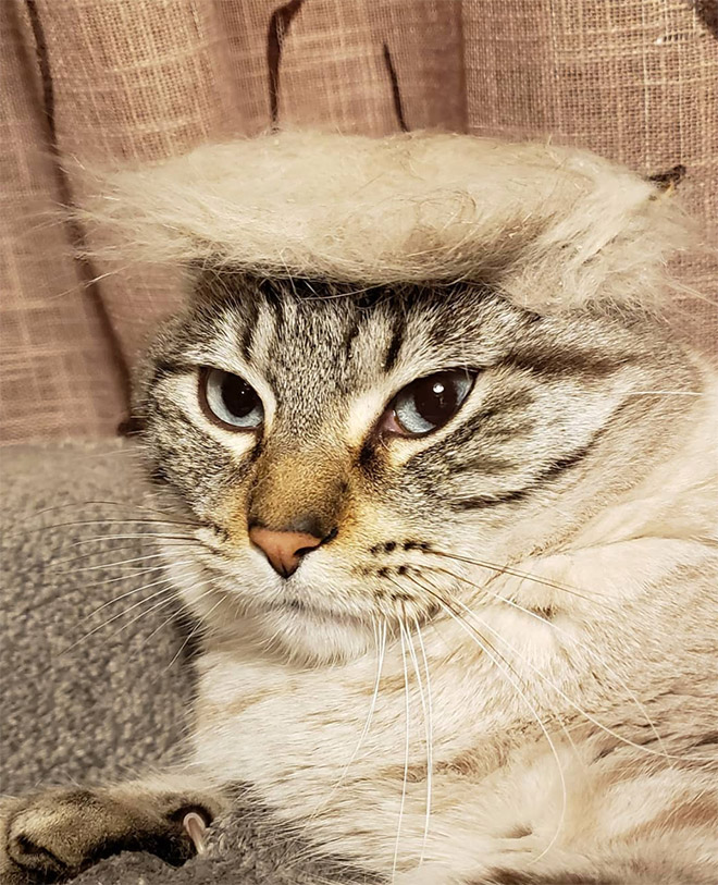 Donald Trump cat double.