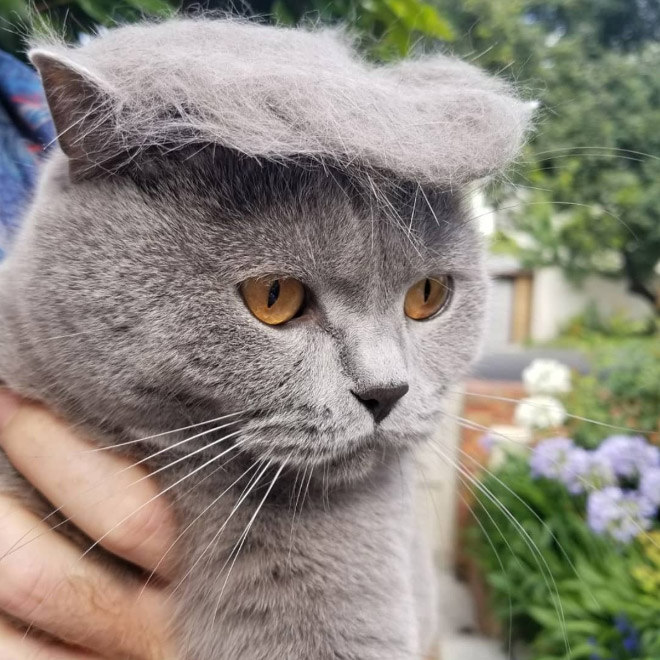 Donald Trump cat double.
