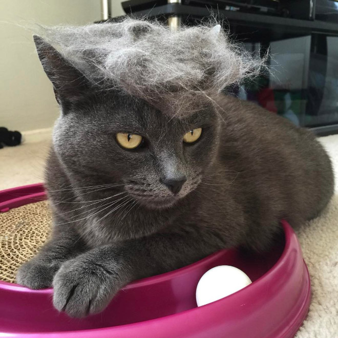 Donald Trump cat double.