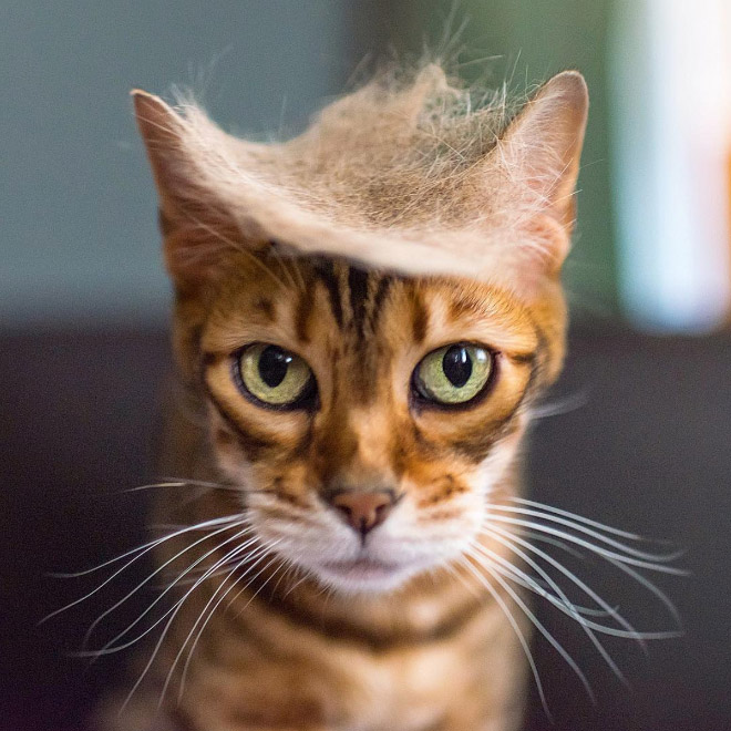 Donald Trump cat double.