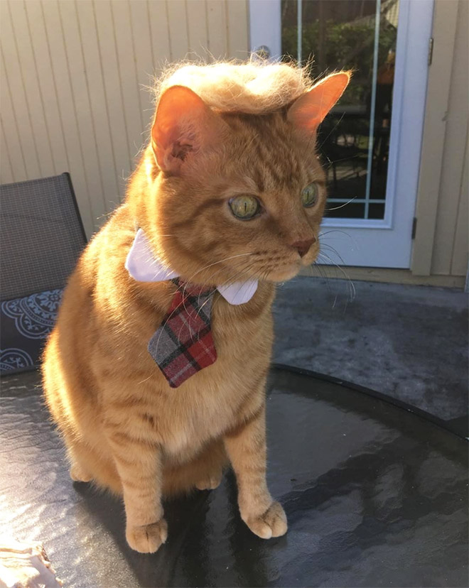 Donald Trump cat double.