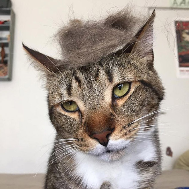 Donald Trump cat double.