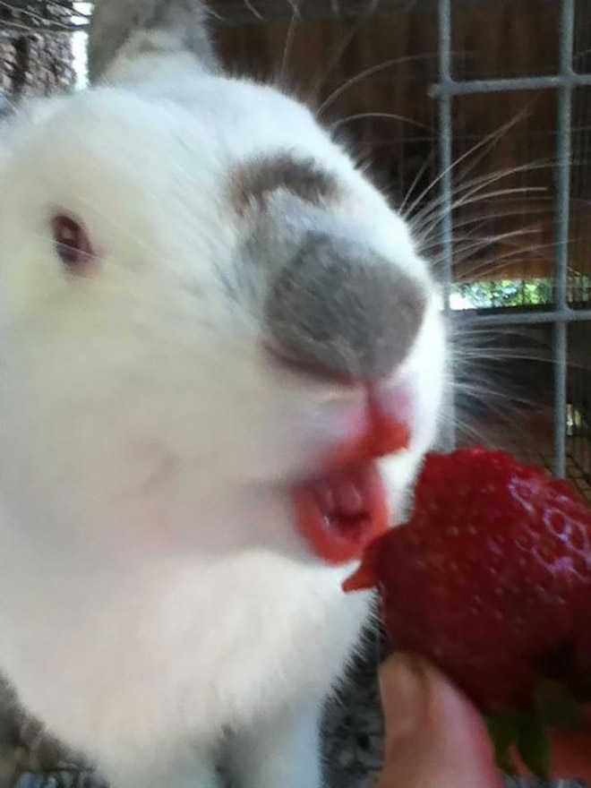 Animals eating berries look truly scary.