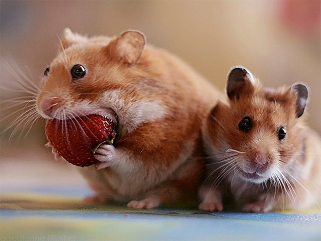 Animals eating berries look truly scary.