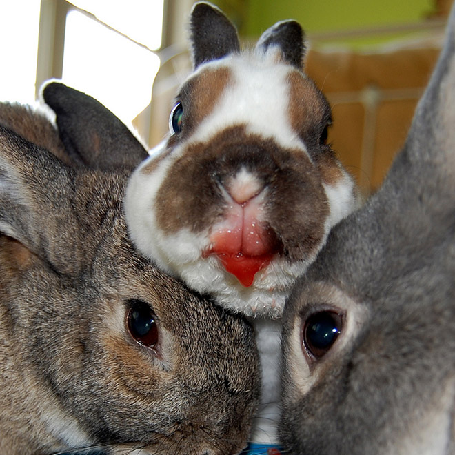 Animals eating berries look truly scary.