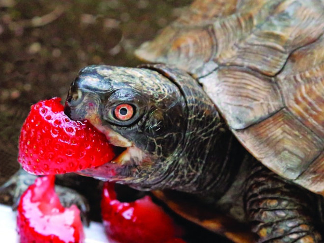 Animals eating berries look truly scary.