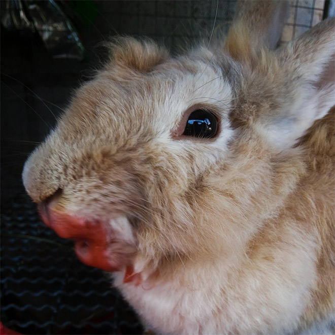 Animals eating berries look truly scary.