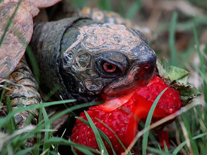 Animals eating berries look truly scary.