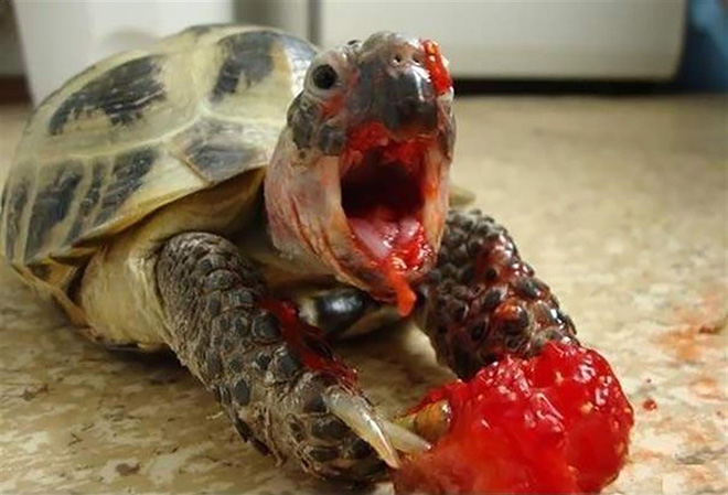 Animals eating berries look truly scary.