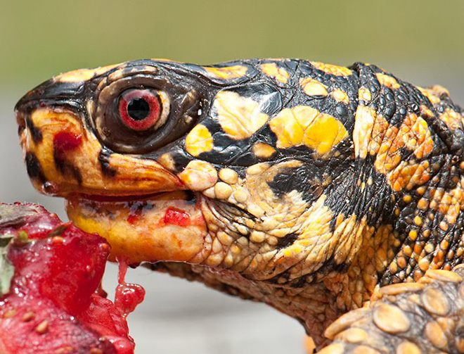 Animals eating berries look truly scary.