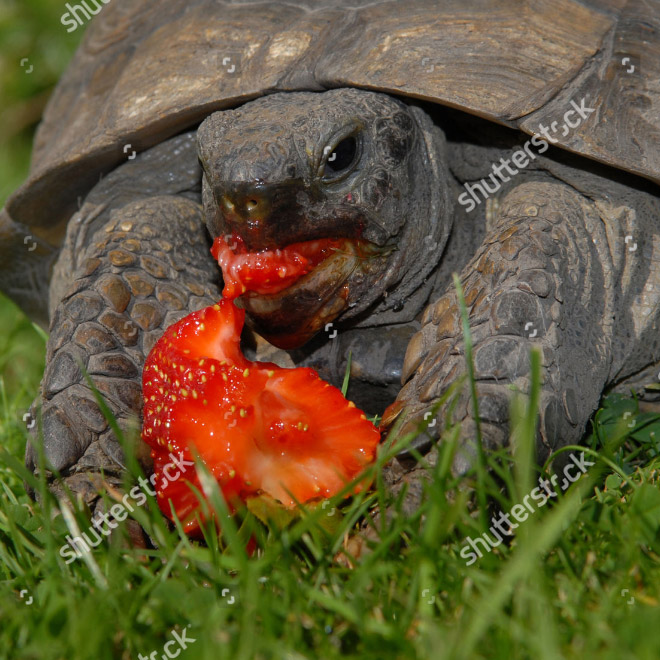 Animals eating berries look truly scary.