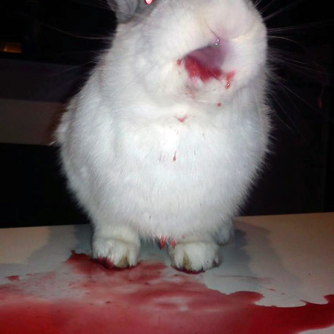 Animals eating berries look truly scary.