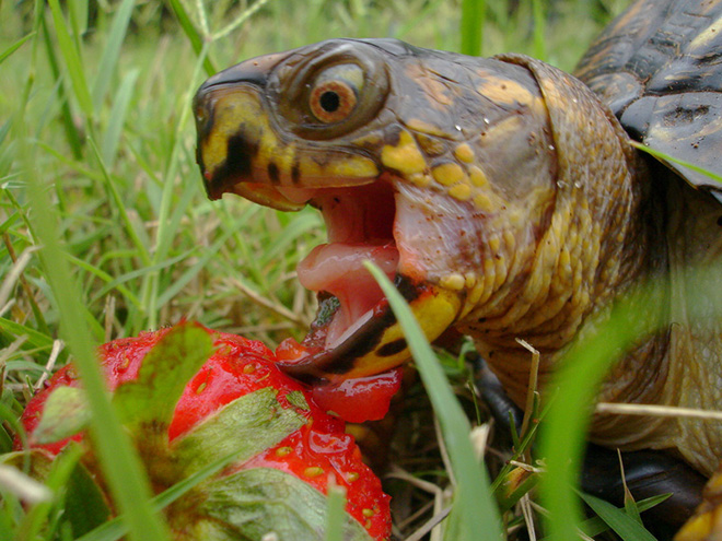 Animals eating berries look truly scary.