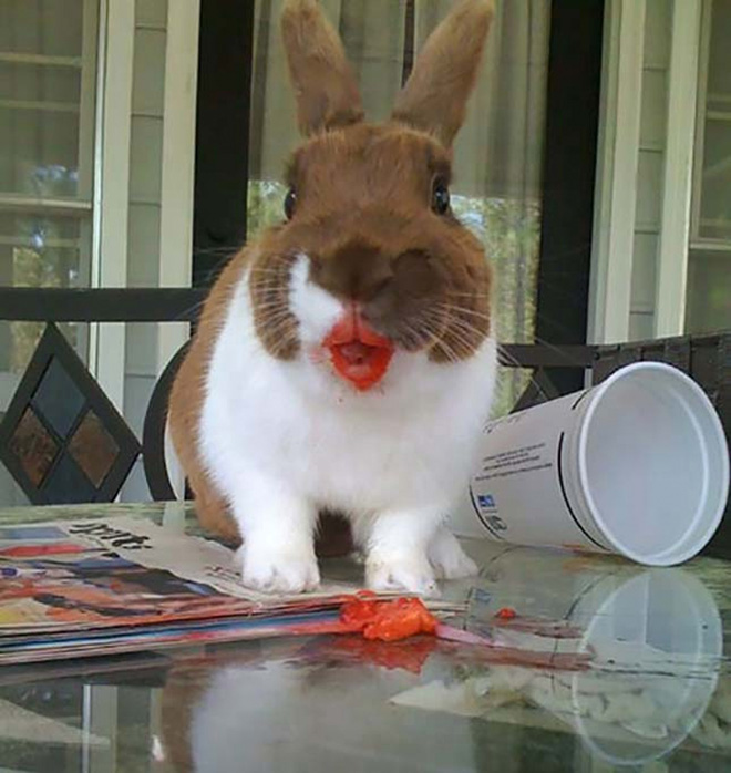 Animals eating berries look truly scary.