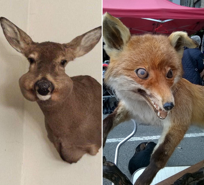 Low budget taxidermy.