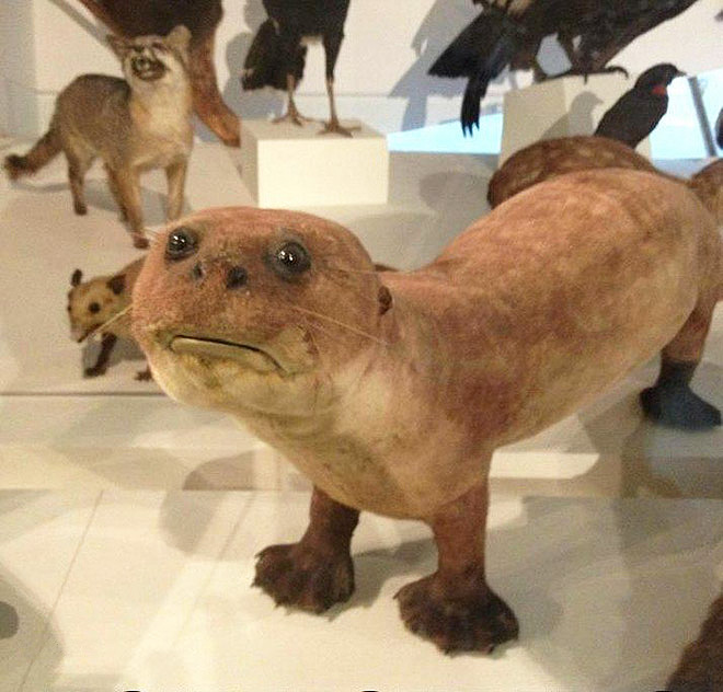 Low budget taxidermy.