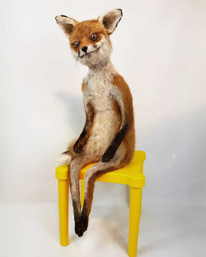 Low budget taxidermy.