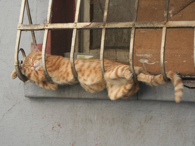 Cats can sleep literally anywhere.