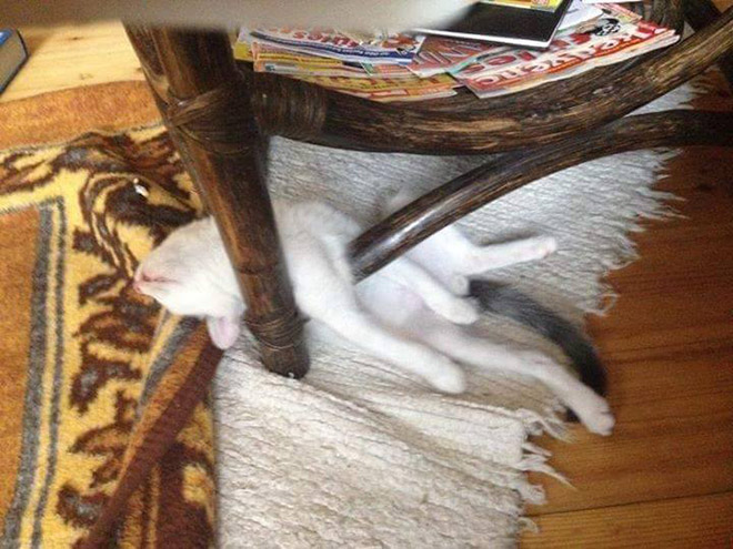 Cats can sleep literally anywhere.