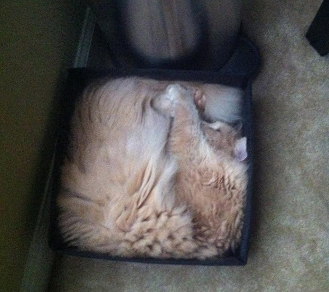 Cats can sleep literally anywhere.