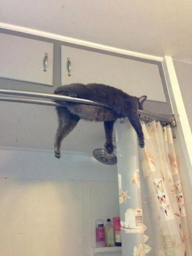 Cats can sleep literally anywhere.