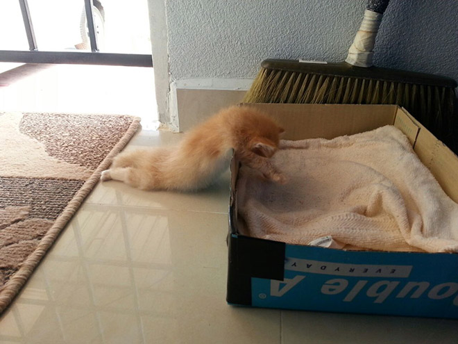 Cats can sleep literally anywhere.