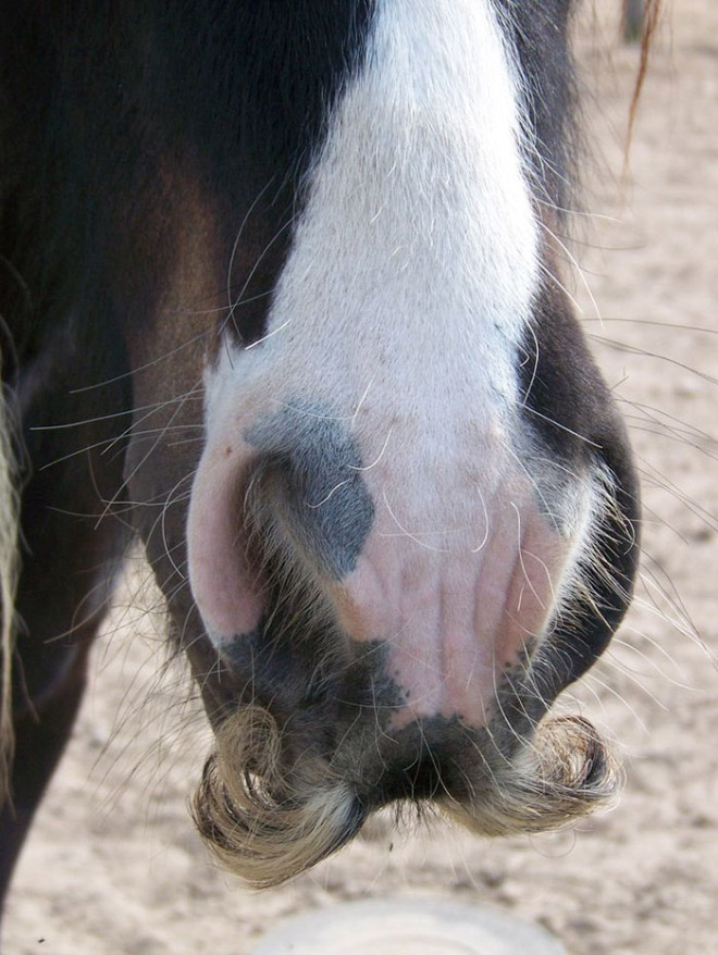Did you know that horses can grow mustaches?