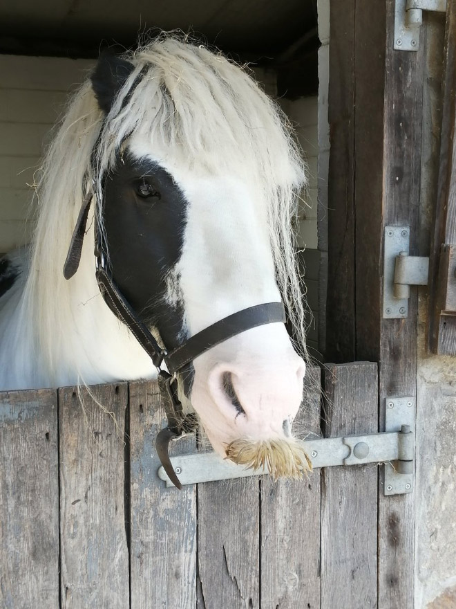 Did you know that horses can grow mustaches?