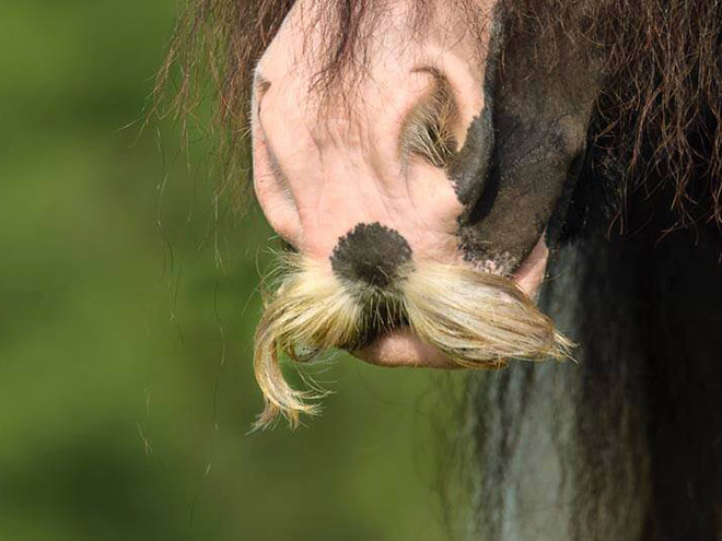 Did you know that horses can grow mustaches?