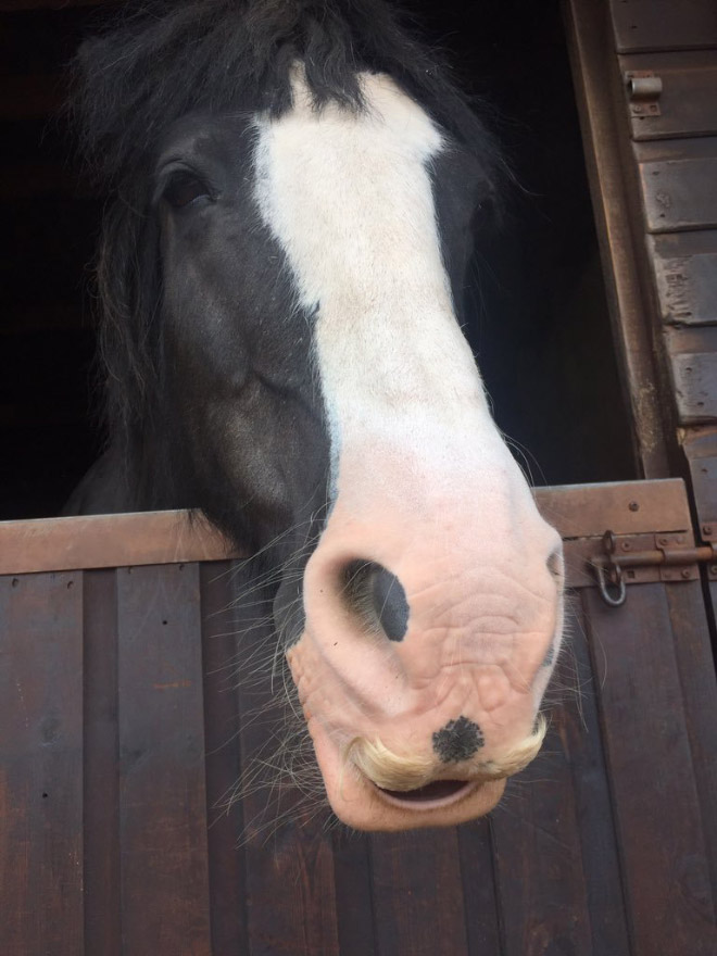 Did you know that horses can grow mustaches?
